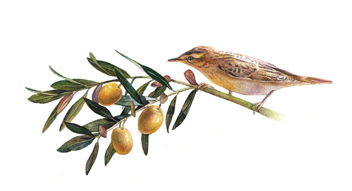 Птичка на веточке оливы