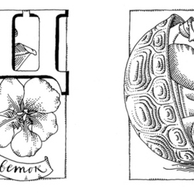 азбука, литера Ц, литера Ч