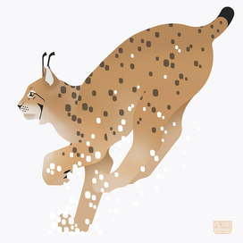 Lynx lynx - Eurasian lynx run