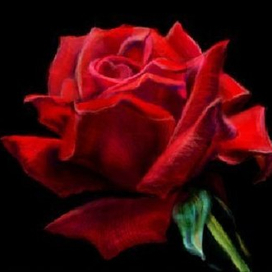 Роза | Нраффити