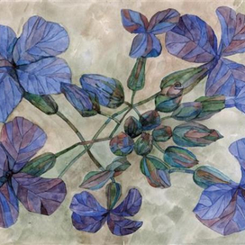 Левкои. Фиолетовая россыпь.