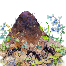 к рассказам К. Д. Ушинского