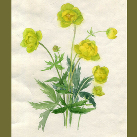 Купальница европейская