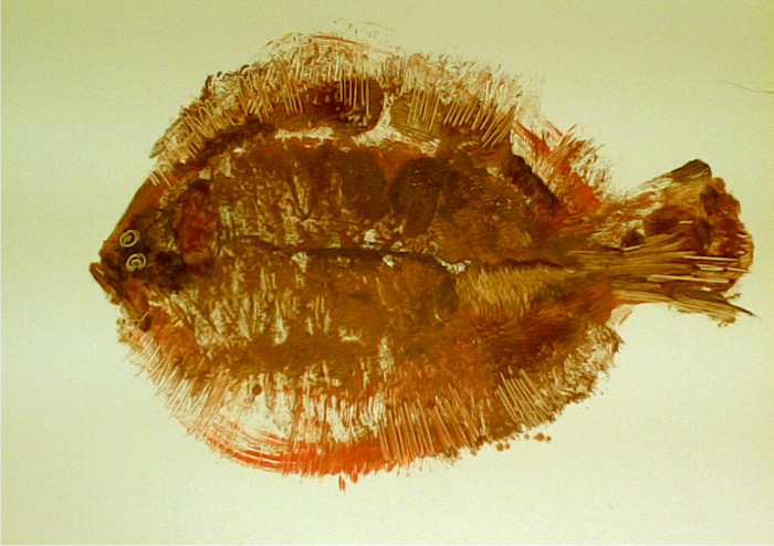 Камбалиада. Придонная угадальница правильных меридиАналов