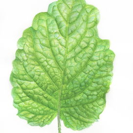 листик мяты