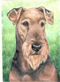 Эрдельтерьер