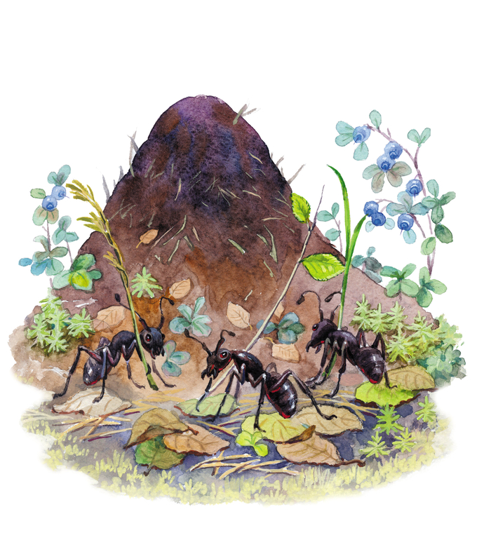 к рассказам К. Д. Ушинского