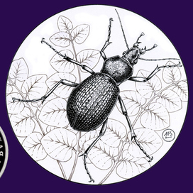 Жужелица крымская. Серия "Красная книга СССР"