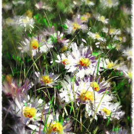 белые цветы