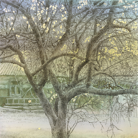 Старая яблоня