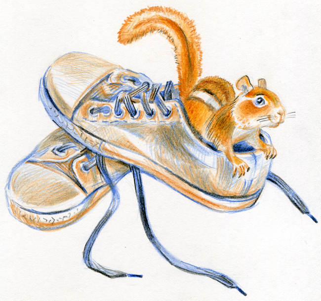 бурундук в кедах