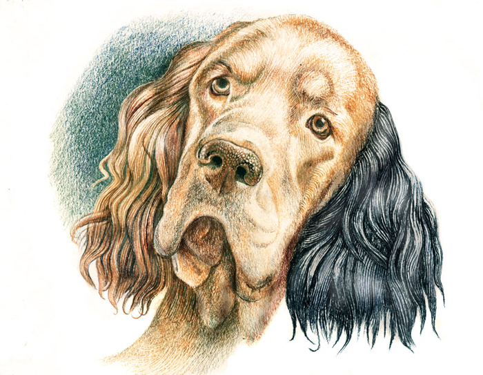 Иллюстрация к повести Г.Н.Троепольского "Белый Бим Чёрное ухо"