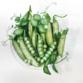 Иллюстрация "Зеленый горошек"
