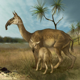 Макраухения с макраухенёнком.