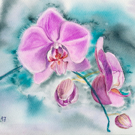 Орхидеи