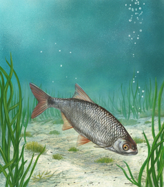 просто плотва