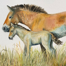 Лошадь Пржевальского 