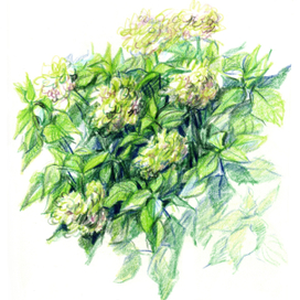 Гортензия отцвела