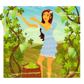 Уборка винограда