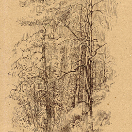 Сосны у Балтийского моря