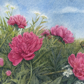 День пионов