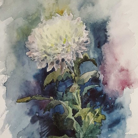 хризантема