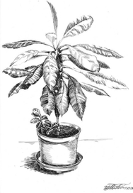 Любимый цветок