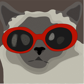 кот в очках