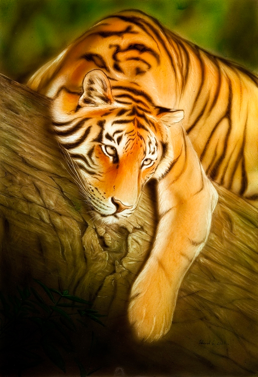 С днем рождения тигр фото. Тигра автор. Hello tiger. Тигра автор. Тигра автор.