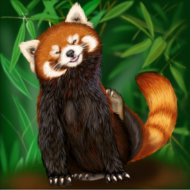 Красная панда