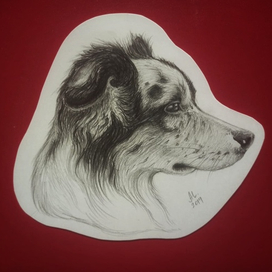 Бордер-коли