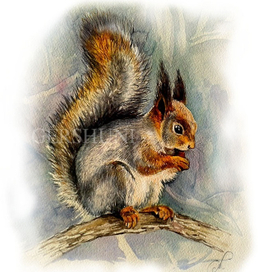 Белка обыкновенная (лат. Sciurus vulgaris)
