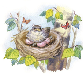  Подкидыш (птенец каменки)