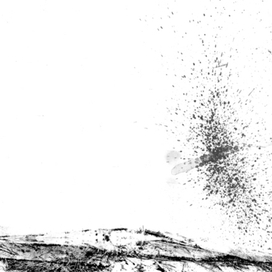 летит сорока над пейзажем