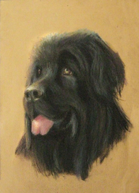 ньюфаундленд 