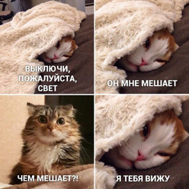 мем с котиками 