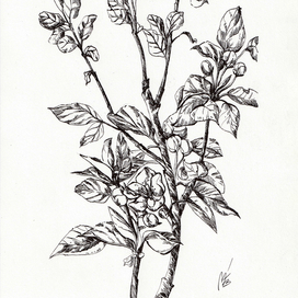 Яблочный триптих, лист1