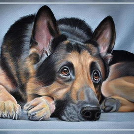 Преданная собака