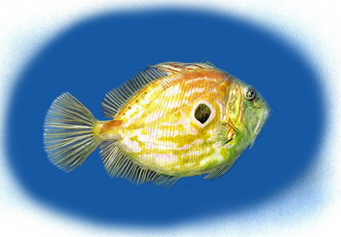 Солнечник Зевс