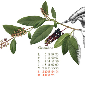 страницы календаря
