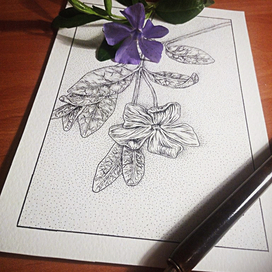 Flower sketch