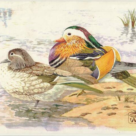 мандаринки