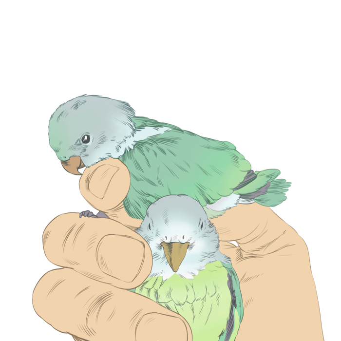 Неразлучники