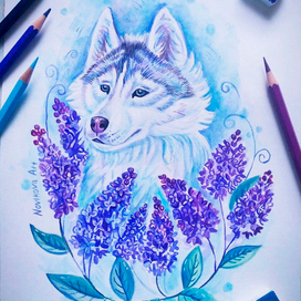 Хаски и сирень