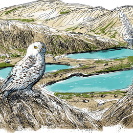 Охотники на мамонтов