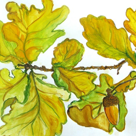 Дубовые листья