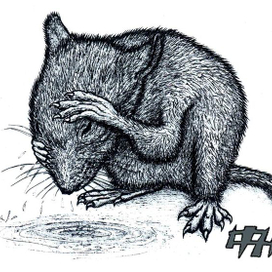 Мышь умывается