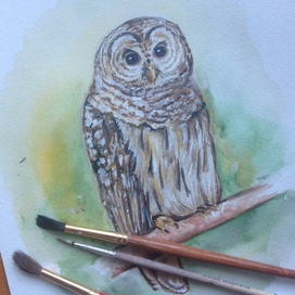 Owl ;)