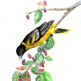 Птица за трапезой