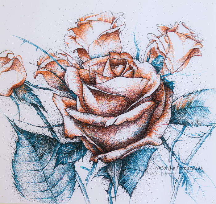 Невозмутимая роза